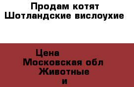 Продам котят Шотландские вислоухие. › Цена ­ 6 000 - Московская обл. Животные и растения » Кошки   